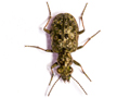 Elaphrus riparius
